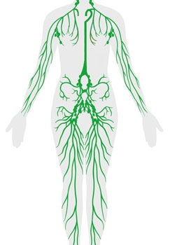 sistema-linfatico